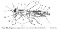 Особенности и типы движения насекомых